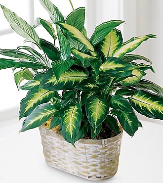 Spathiphyllum and Dieffenbachia